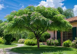 A quelle distance d&rsquo;une maison planter un albizia pour favoriser son développement