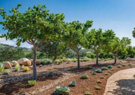 Arbres résistants à la sécheresse : guide pratique pour optimiser votre terrain