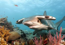 Une nouvelle espèce de requin-marteau découverte