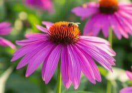 L’échinacée : la plante discrète qui cache un atout irrésistible