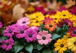 Pourquoi ceux qui plantent ces fleurs en septembre ont un jardin coloré jusqu’à Noël