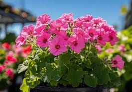 Géraniums de balcon : pourquoi certains durent tout l’été sans effort