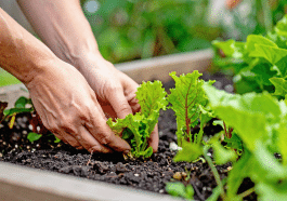 Septembre au potager : ceux qui connaissent ces semis récoltent sans efforts supplémentaires