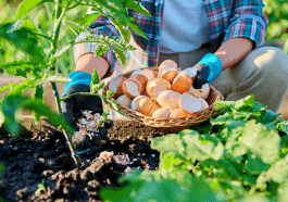 Cette technique express sur les tomates surprend encore les jardiniers chevronnés
