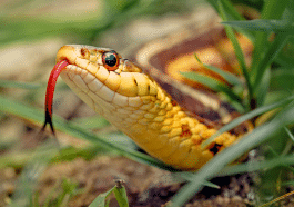 Serpents : les 7 destinations à éviter pour les ophiophobes