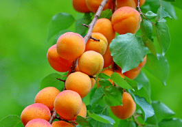 Ces arbres fruitiers plantés en septembre réservent une surprise dès l’an prochain