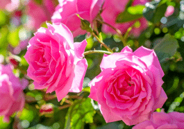 Rosiers : ce que font les passionnés en septembre pour des fleurs éclatantes au printemps