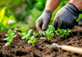 7 Légumes à semer fin septembre pour des récoltes ultra précoces au printemps