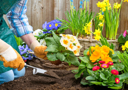Ces fleurs qu’il faut absolument planter fin septembre pour un jardin éclatant au printemps