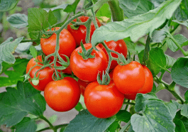 Tomates fatiguées ? Les pros ont une méthode de septembre que peu connaissent