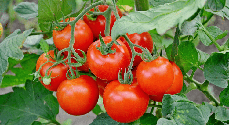 Tomates fatiguées ? Les pros ont une méthode de septembre que peu connaissent