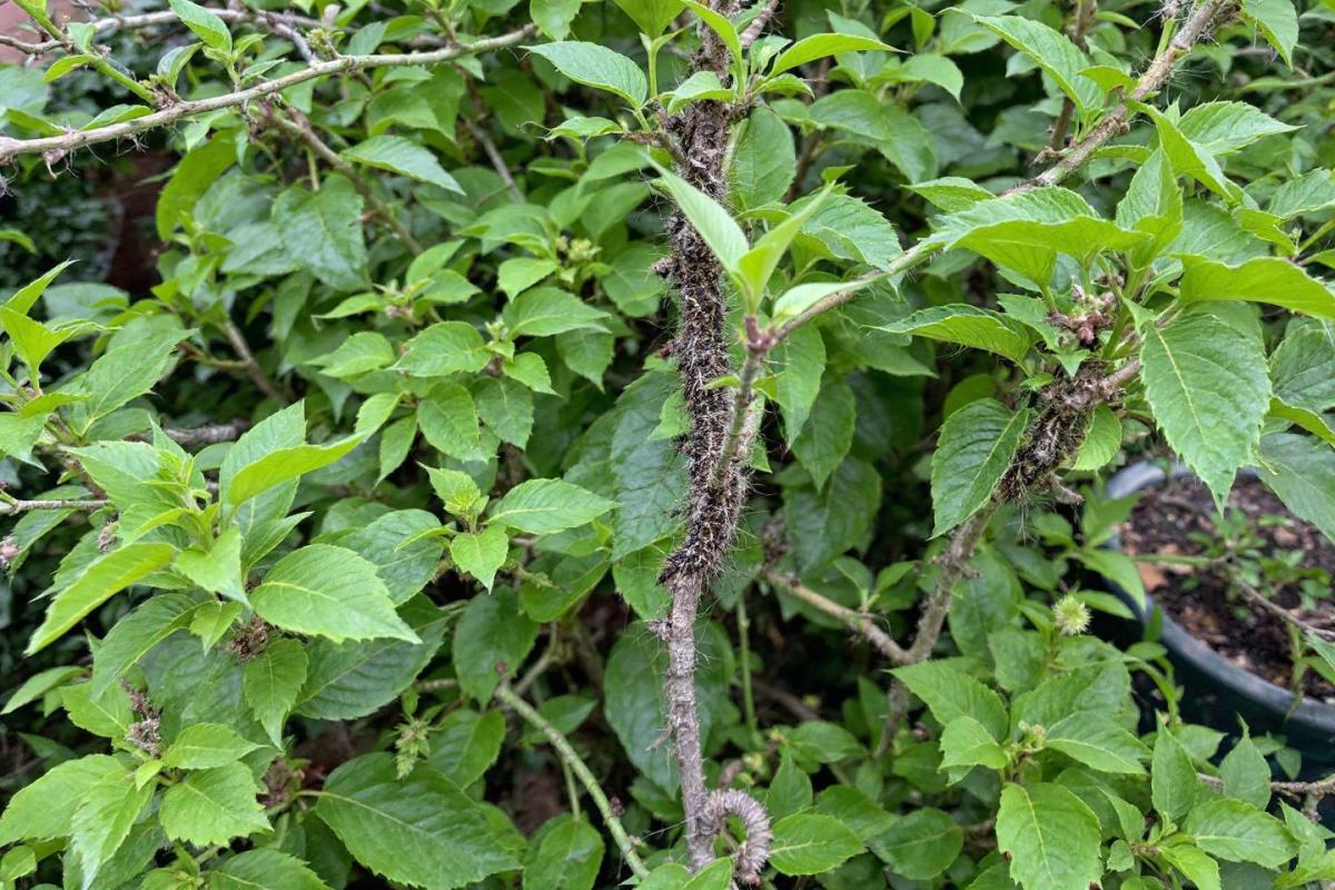 Rendez-vous aux Jardins 2025 : pourquoi tout le monde veut y aller cette année