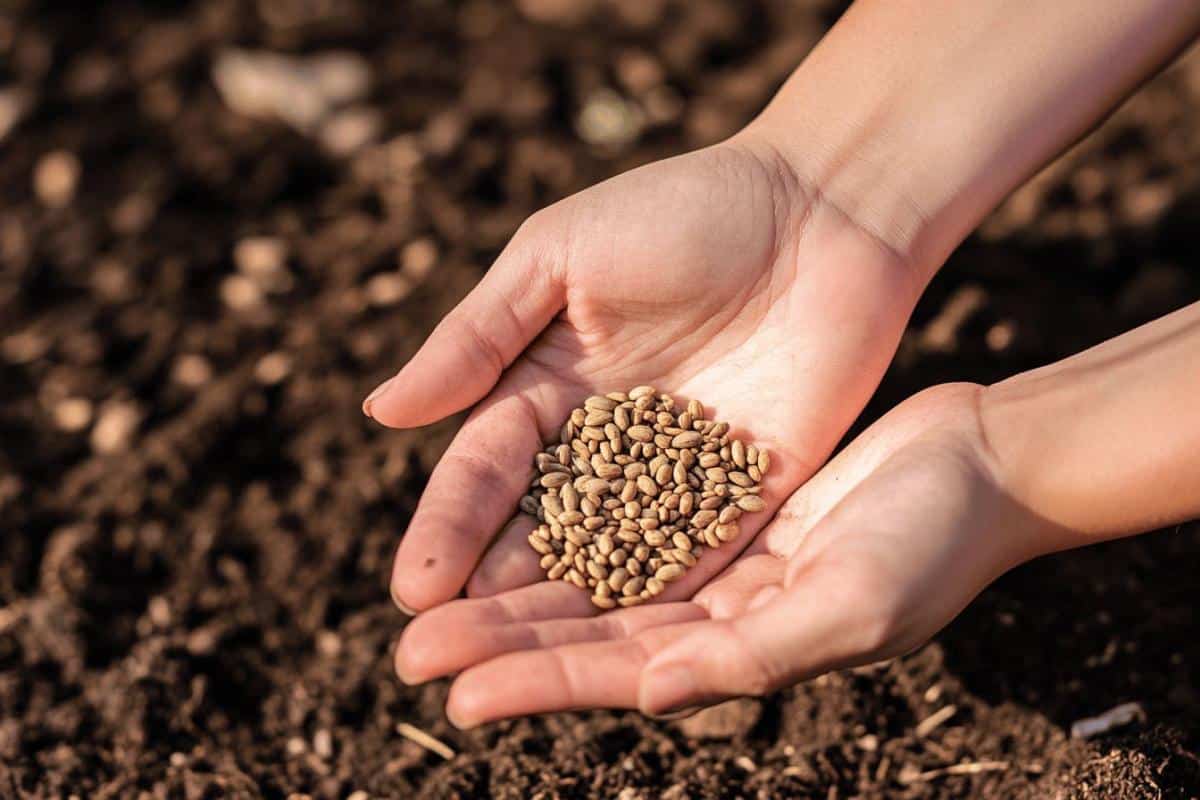 Ces légumes anciens refont surface et étonnent tous ceux qui les sèment