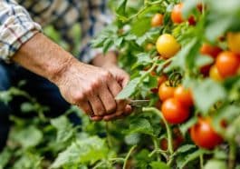 Le geste simple qui évite le retour du mildiou sur vos tomates l’année prochaine