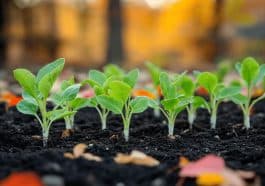 Ces semis de septembre cachent un secret pour prolonger vos récoltes jusqu’aux gelées