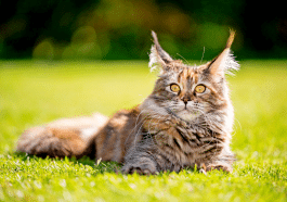 Les plus gros chats du monde : découvrez ces félins hors normes