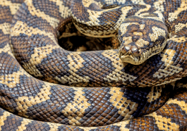 Un anaconda colossal découvert au cœur de l'Amazonie