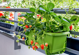 Certains obtiennent encore des fraises juteuses sur balcon grâce à une méthode méconnue