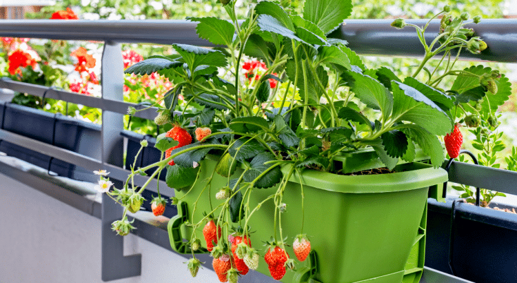 Certains obtiennent encore des fraises juteuses sur balcon grâce à une méthode méconnue