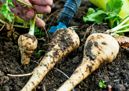 Ces légumes anciens refont surface et étonnent tous ceux qui les sèment