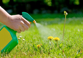 Alternatives naturelles efficaces pour le désherbage