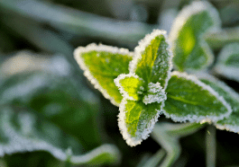 Le secret des pros pour protéger vos plantes du froid avant les premières gelées