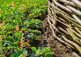 Ces branches mortes que j’allais brûler sont devenues une barrière naturelle contre le vent