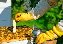 Mon apiculteur m’a enfin montré le vrai traitement d’automne contre le varroa