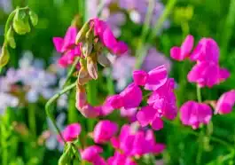 Ces semis de pois de senteur faits en octobre m’offrent chaque printemps une explosion de fleurs