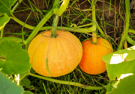 Ce simple signe d’octobre me révèle que mes courges sont prêtes pour tout l’hiver