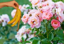 Comment recycler vos peaux de banane pour redonner un coup de fouet à vos rosiers