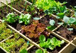 J’ai découvert qu’un simple carton pouvait sauver mes légumes du froid tout l’hiver