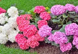 La méthode japonaise méconnue pour des hortensias qui refleurissent comme jamais