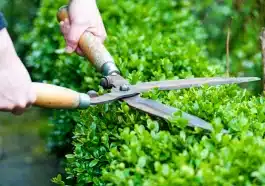 Pourquoi les pros du jardin évitent désormais de tailler leurs haies avant l’hiver