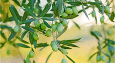 Planter un olivier à l’automne : la méthode simple qui garantit un enracinement solide pour des années