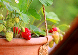 Ces petits fruits rouges d’intérieur étonnent par leur goût et leur facilité de culture
