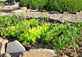Ce simple carton a protégé mes légumes du gel tout l’hiver sans aucun effort