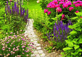 Ces vivaces increvables redonnent vie au jardin, même après les pires sécheresses