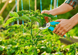Tailler les tomates en octobre : ce simple geste qui divise les jardiniers passionnés