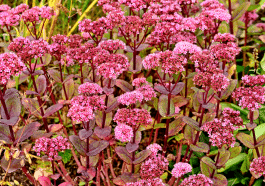 Ces vivaces increvables redonnent vie au jardin, même après les pires sécheresses