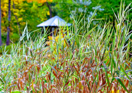 Ce coupe-vent naturel protège les plantes fragiles sans serre ni bricolage compliqué