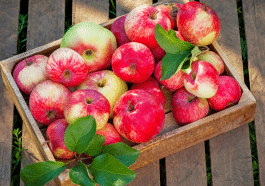 Cette astuce oubliée des anciens gardait les pommes fraîches pendant tout l’hiver