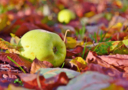 Si vos pommes tombent avant d’être mûres, ces erreurs expliquent sûrement pourquoi