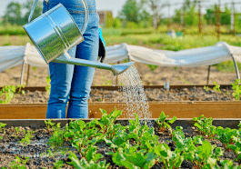 Récolter, pailler, protéger : la check-list du jardinier futé pour l’automne