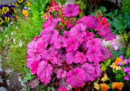 Plantez-les une fois cet automne… et elles vous remercieront par des fleurs chaque année