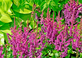 Ces plantes “éponge” qui absorbent naturellement l’excès d’eau dans le jardin