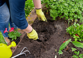 Un sol détrempé asphyxie vos plantes : voici le geste de pro pour le ressusciter
