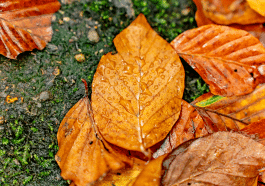 Les feuilles mortes bloquent l’eau ? Voici le geste simple pour éviter les flaques dans le jardin