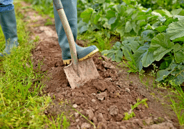 Depuis qu’ils connaissent cette méthode, les jardiniers n’ont plus jamais besoin de retourner la terre