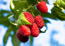 Méthodes de taille selon la variété cultivée